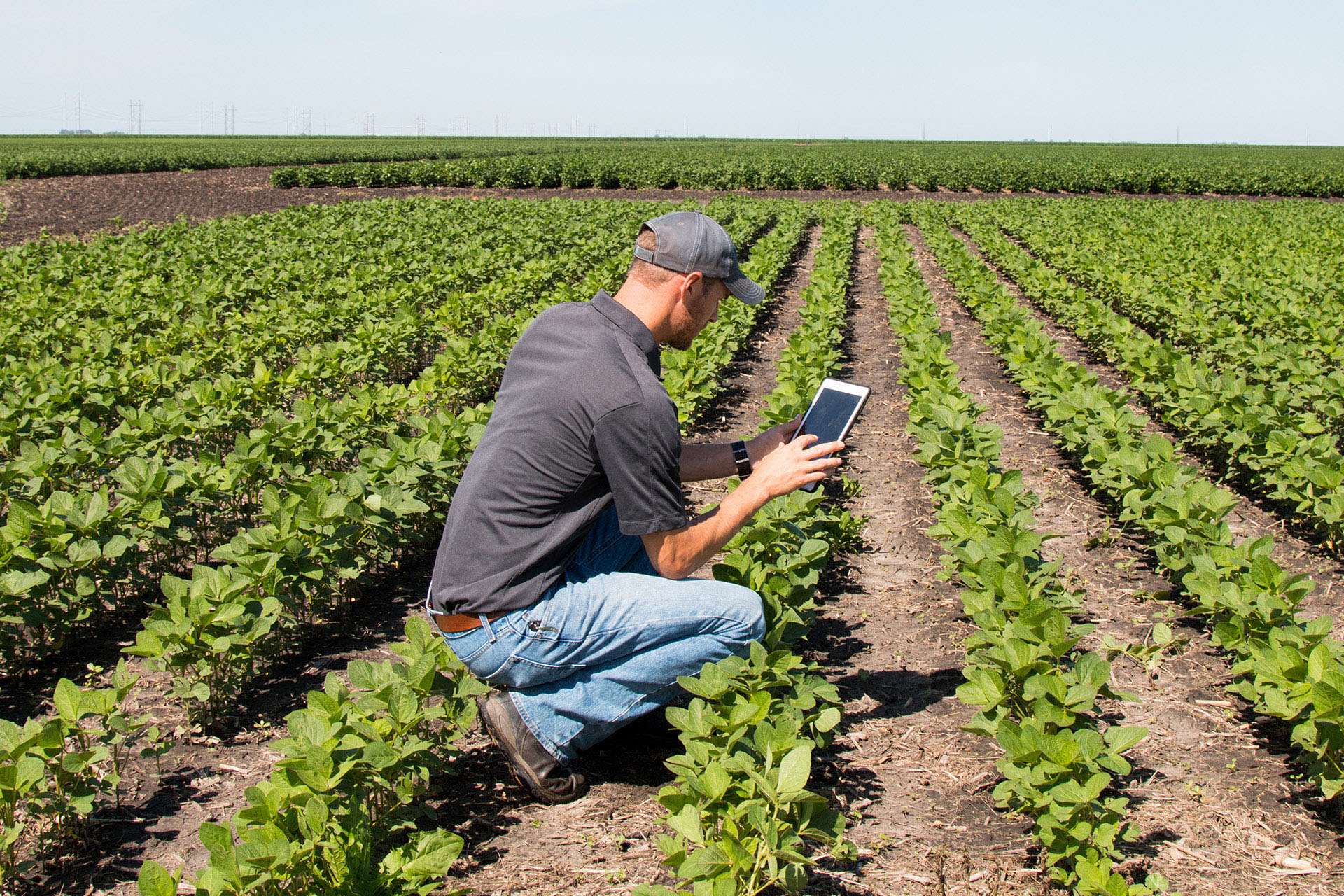 Farmer entering data on a tablet in a field